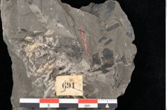 Foto (Detailansicht) von Palissya araunii Endl. (NHMW-GEO-2024-0188-10581)